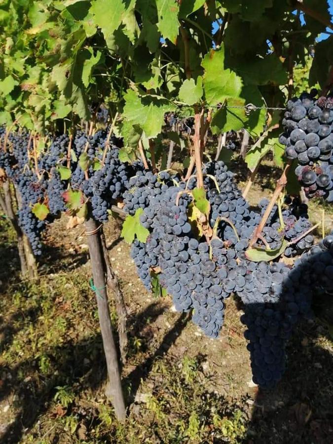 Agriturismo Torre Gialluise Gesualdo Ngoại thất bức ảnh